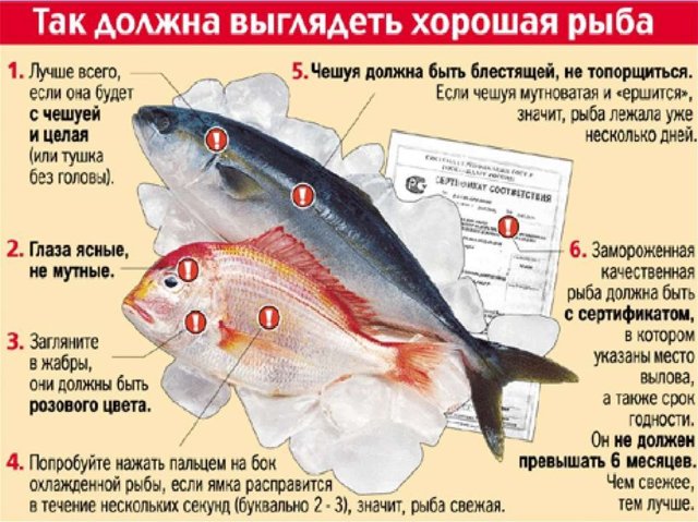 Чем полезна рыба во время беременности: химический состав продукта, правильный выбор и вариант приготовления, меры предосторожности