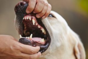 Что делать, если ребенка укусила собака: симптомы и первая помощь при собачьем укусе, фармакологические и народные средства для лечения раны, вакцинация после инцидента, ответственность для владельца животного