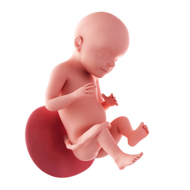 Двадцать восьмая неделя беременности: особенности развития плода и характерные изменения в организме женщины, рост и вес малыша, необходимые анализы и обследования