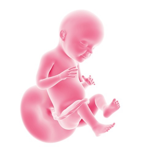 Двадцать восьмая неделя беременности: особенности развития плода и характерные изменения в организме женщины, рост и вес малыша, необходимые анализы и обследования