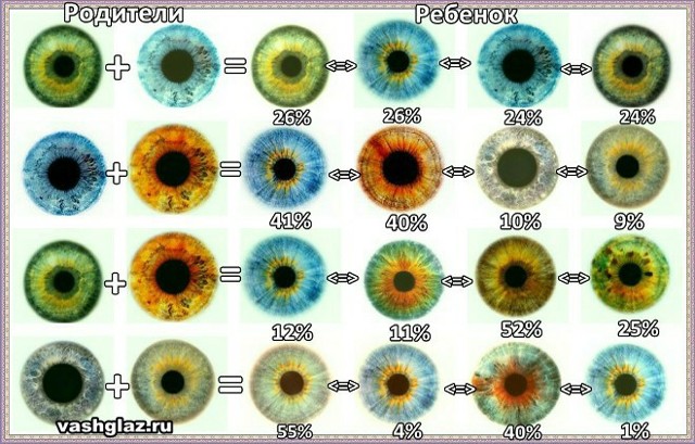 Какие глаза будут у ребёнка: гетерохромия у новорожденных и генетическая предрасположенность, таблица вычисления оттенка радужки, шансы или процент вероятности