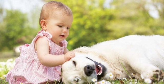 Собака ревнует к ребенку: причины и признаки нежелательного поведения, меры предосторожности, как подготовить животное к появлению малыша в доме