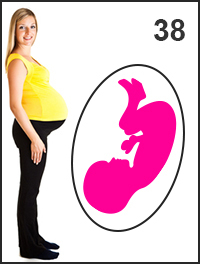 Тридцать восьмая неделя беременности: рост и развитие плода, изменения в организме женщины и возможные опасности, анализы и обследования