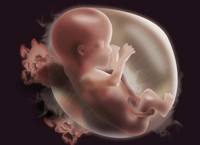 15 неделя беременности: внешний вид и параметры плода, первые шевеления и ощущения мамы