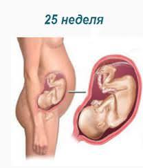 25 неделя беременности: трудности вынашивания и возможные осложнения, что происходит с плодом и мамой?