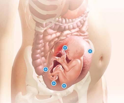 27 неделя беременности: развитие плода, самочувствие и вес будущей мамы, рекомендации гинеколога