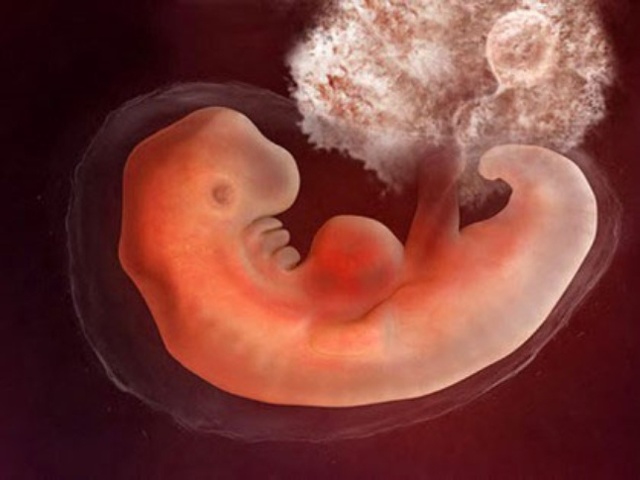 4 неделя беременности: что происходит в организме мамы и малыша, признаки и ощущения