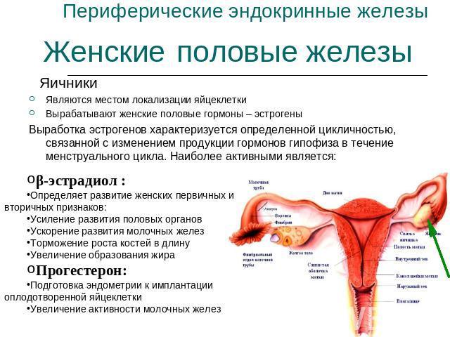 Анализ на гормоны у женщин: значение исследования, правила подготовки, показатели нормы