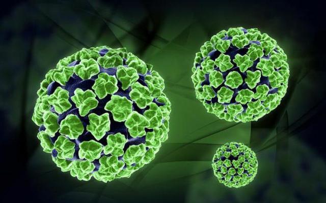Анализ на вирус папилломы человека: методы исследований, особенности проведения, расшифровка результатов