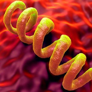 Анализы крови на сифилис: виды диагностики, алгоритм проведения, расшифровка результатов