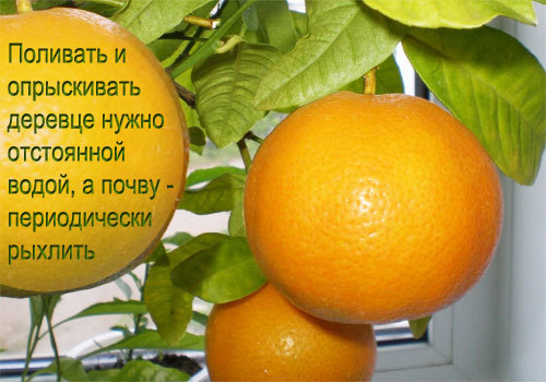 Апельсины: польза и вред для организма, калорийность и пищевая ценность, противопоказания к употреблению