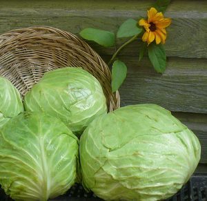 Белокочанная капуста: полезные свойства и противопоказания, сферы применения овоща