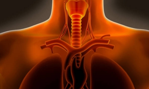 Болит горло в области трахеи: провоцирующие факторы, методы обследования и лечения, меры профилактики