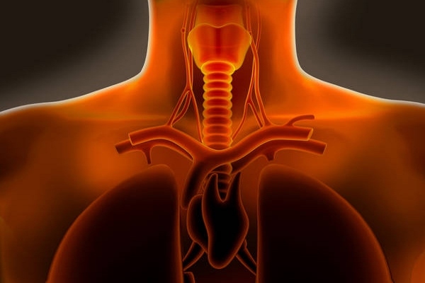 Болит горло в области трахеи: провоцирующие факторы, методы обследования и лечения, меры профилактики