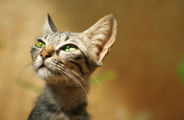 Чем можно заразиться от кошки: болезни, передающиеся от кошек