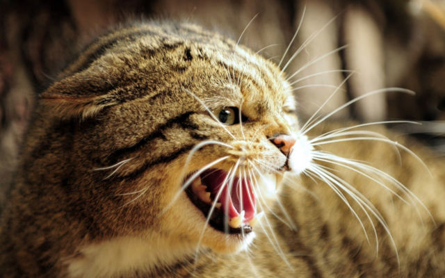 Чем можно заразиться от кошки: болезни, передающиеся от кошек