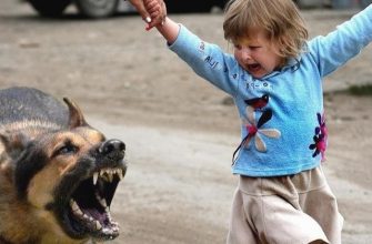 Что делать, если ребенка укусила собака: симптомы и первая помощь при собачьем укусе, фармакологические и народные средства для лечения раны, вакцинация после инцидента, ответственность для владельца животного