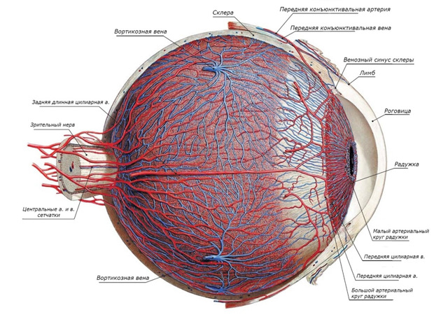 Что такое увеит глаза: как проявляется передний и задний увеальный тракт