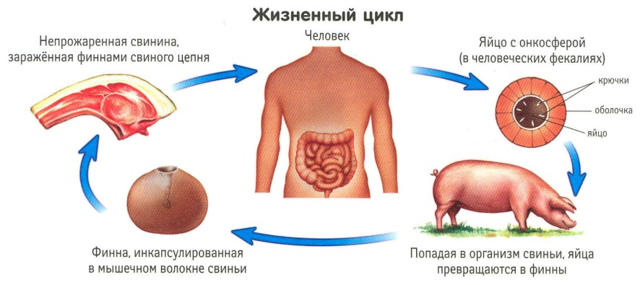 Диагностика гельминтозов: жизненный цикл паразитов, места обитания в организме и во внешней среде. 