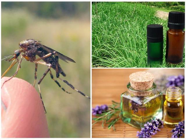 Эфирные масла от комаров: средства для детей и список натуральных репеллентов
