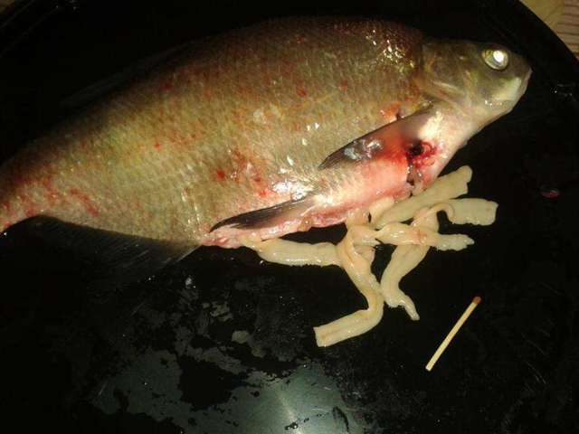 Глисты в рыбе: можно ли есть рыбу и как не заразиться рыбными глистами?
