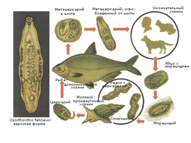 Глисты в рыбе: можно ли есть рыбу и как не заразиться рыбными глистами?