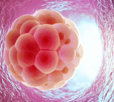 Имплантация эмбриона после ЭКО: как повысить шансы удачной беременности, характерные признаки, причины отсутствия или несостоятельности имплантации