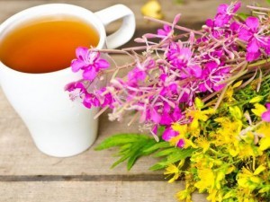 Иван-чай: сведения о лекарственном растении, показания и противопоказания к применению, народные рецепты