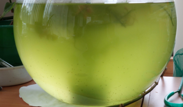 Как отходят воды перед родами, что означают зеленые воды при родах