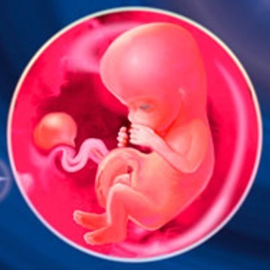 Как развивается плод и что происходит в организме матери на 12 неделе беременности