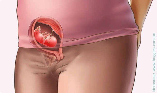 Как развивается плод и что происходит в организме матери на 12 неделе беременности