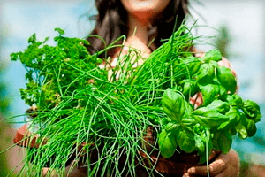 Какие травы принимать для похудения: лекарственные растения, способствующие снижению веса 