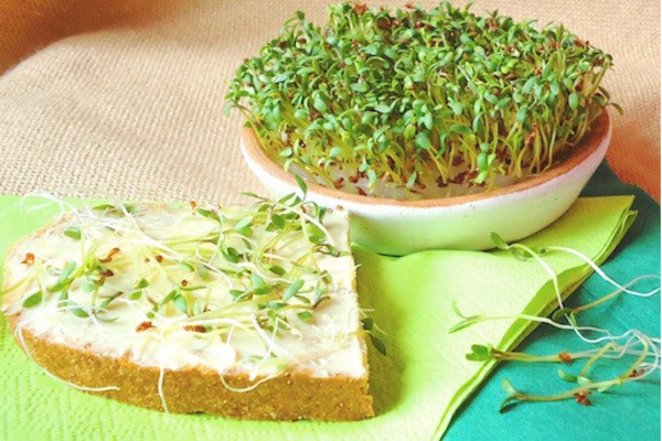 Кресс-салат: польза и вред для организма, состав и пищевая ценность продукта