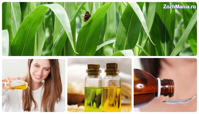 Кукурузное масло: польза и вред для организма, применение в медицине и косметологии