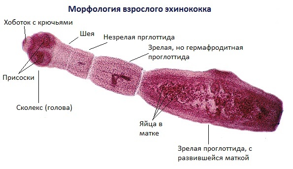 Ленточные черви у человека: бычий цепень, широкий лентец, свиной цепень, эхинококк