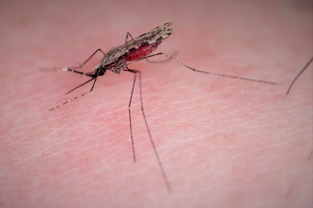 Малярия: виды возбудителя и жизненный цикл плазмодия, диагностические критерии и лечение