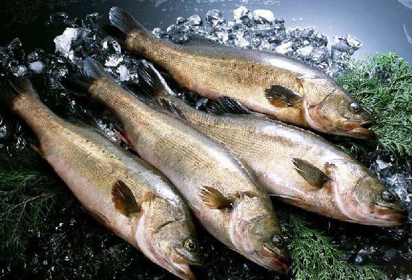 Минтай: полезные свойства, противопоказания к применению, химический состав рыбы