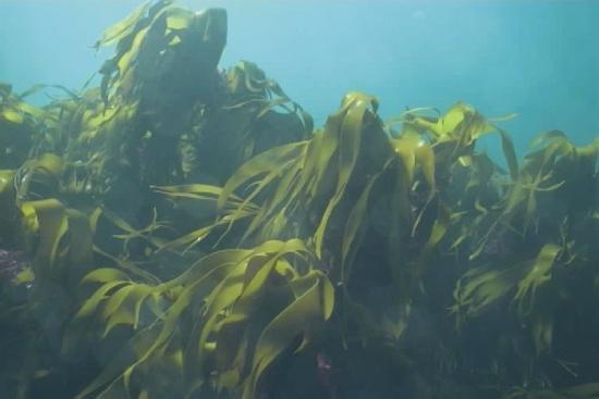 Морская капуста  – польза и вред,  химический состав, пищевая ценность,  правила применения