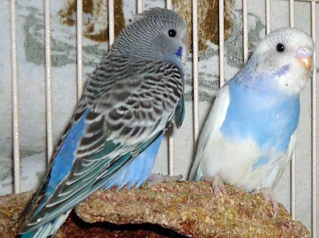 Может развиться аллергия на птиц, если жить с ними?
