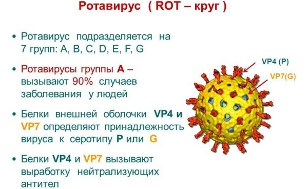 Может ротавирус передаться от ребенка родителям за один день?