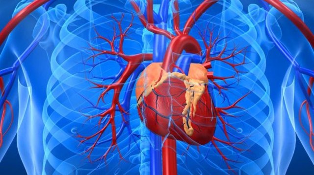 МРТ сердца: показания и противопоказания, подготовка к обследованию, расшифровка результатов