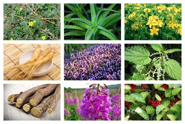 Народные средства для повышения потенции: лекарственные растения, сода, продукты пчеловодства