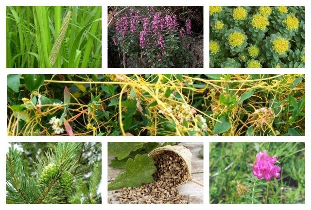 Народные средства для повышения потенции: лекарственные растения, сода, продукты пчеловодства
