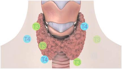 Обследование щитовидной железы: диагностика, рекомендуемые анализы