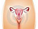 Обследования при нарушении функции яичников у женщин: анализы, узи, диагностическое выскабливание матки 