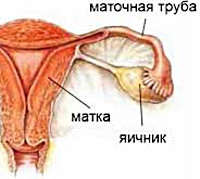 Обследования при нарушении функции яичников у женщин: анализы, узи, диагностическое выскабливание матки 