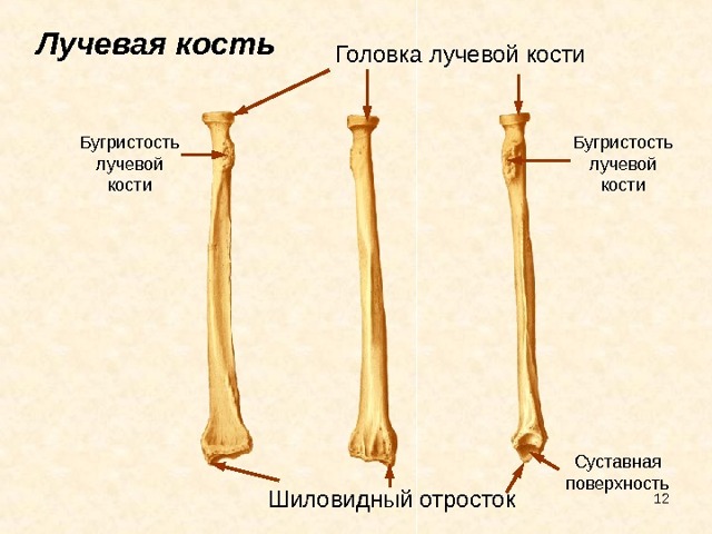 Оскольчатый перелом локтевой кости руки со смещением и без: последствия, лечение, операция