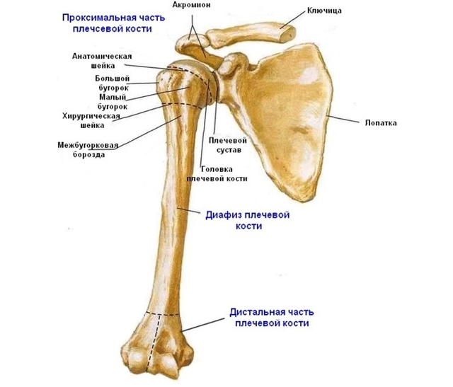 Оскольчатый перелом плечевой кости: характерные симптомы, тактика лечения, реабилитация и возможные осложнения