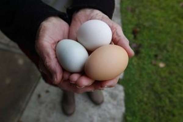Отравления яйцами: симптомы интоксикации, правила оказания первой помощи