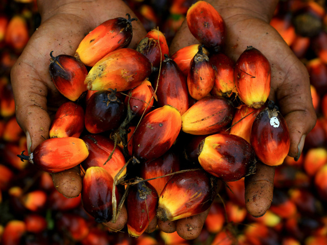 Пальмовое масло: разновидности, польза и вред для организма, сферы применения